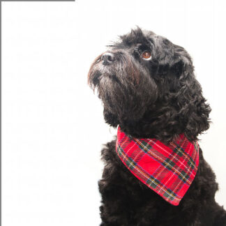 Medium Dog Bandanas